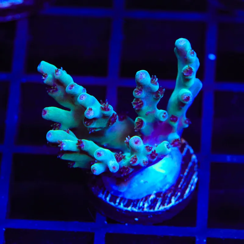 TSA Mr Meeseeks Acropora Coral - TSA Coral