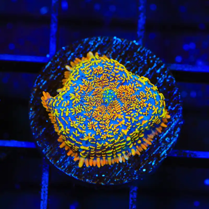 Captain Jack Mushroom Coral - TSA Coral