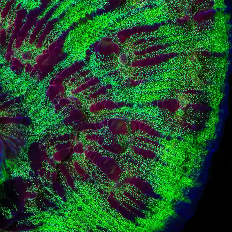 TSA My Chemical Romance Chalice Coral - TSA Coral