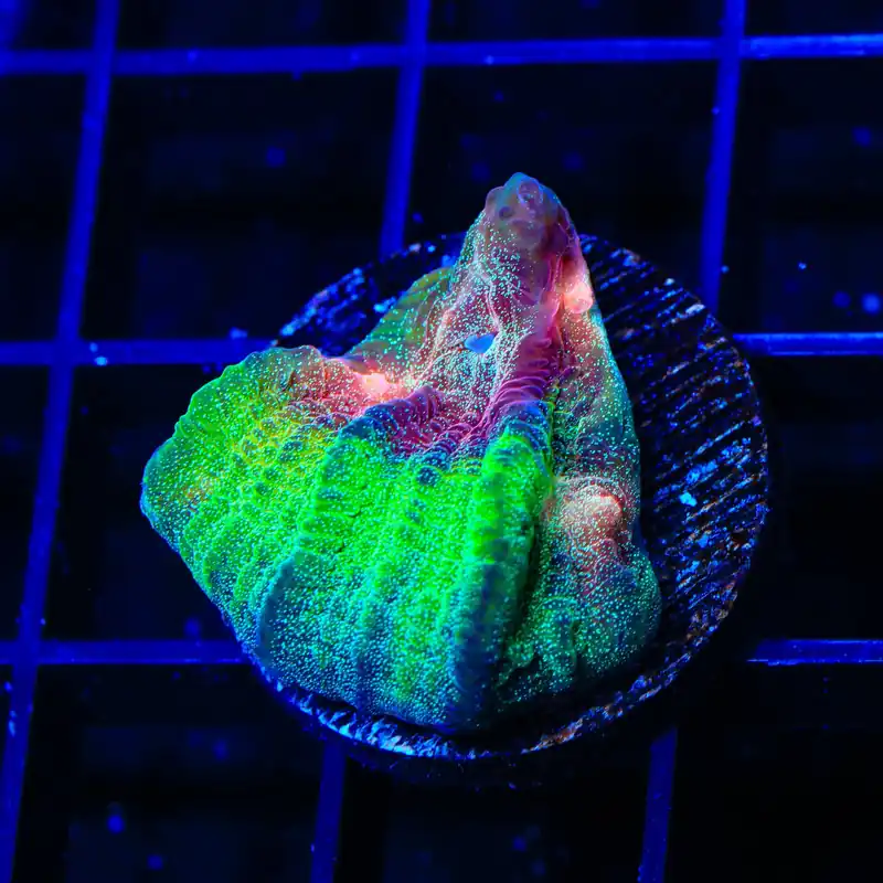 TSA My Chemical Romance Chalice Coral - TSA Coral