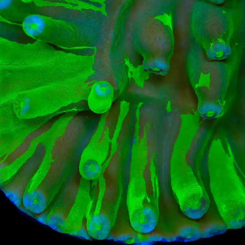 JF Grafted Hero Turbinaria Coral - TSA Coral