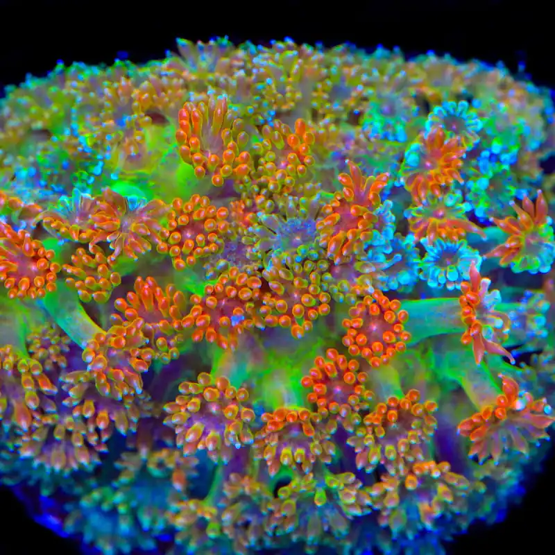 TSA Candy Corn Goniopora Coral - TSA Coral