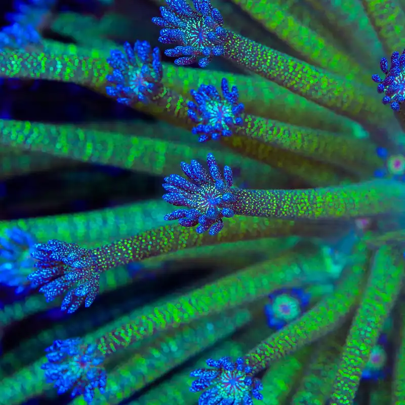 TSA Cosmo Glitter Goniopora Coral - TSA Coral