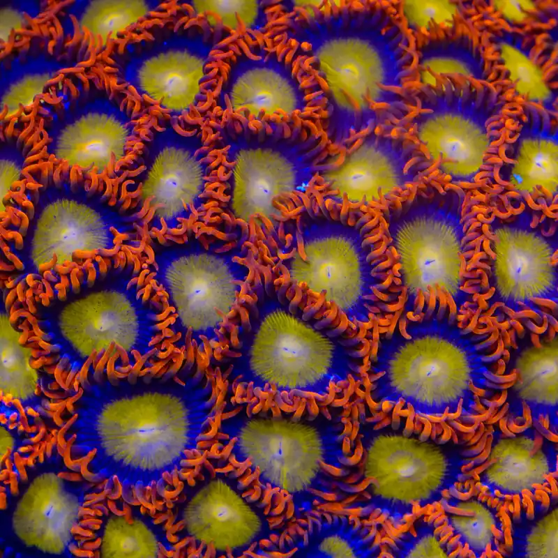 TSA Mandarin Orange Zoanthids Coral - TSA Coral