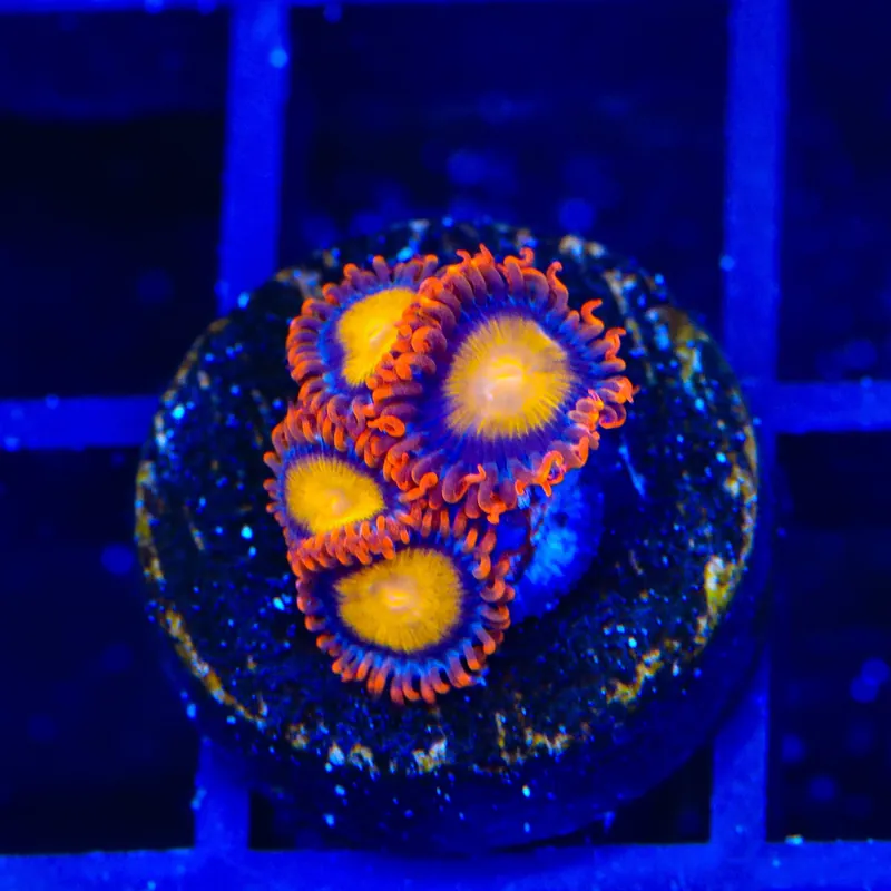 TSA Mandarin Orange Zoanthids Coral - TSA Coral