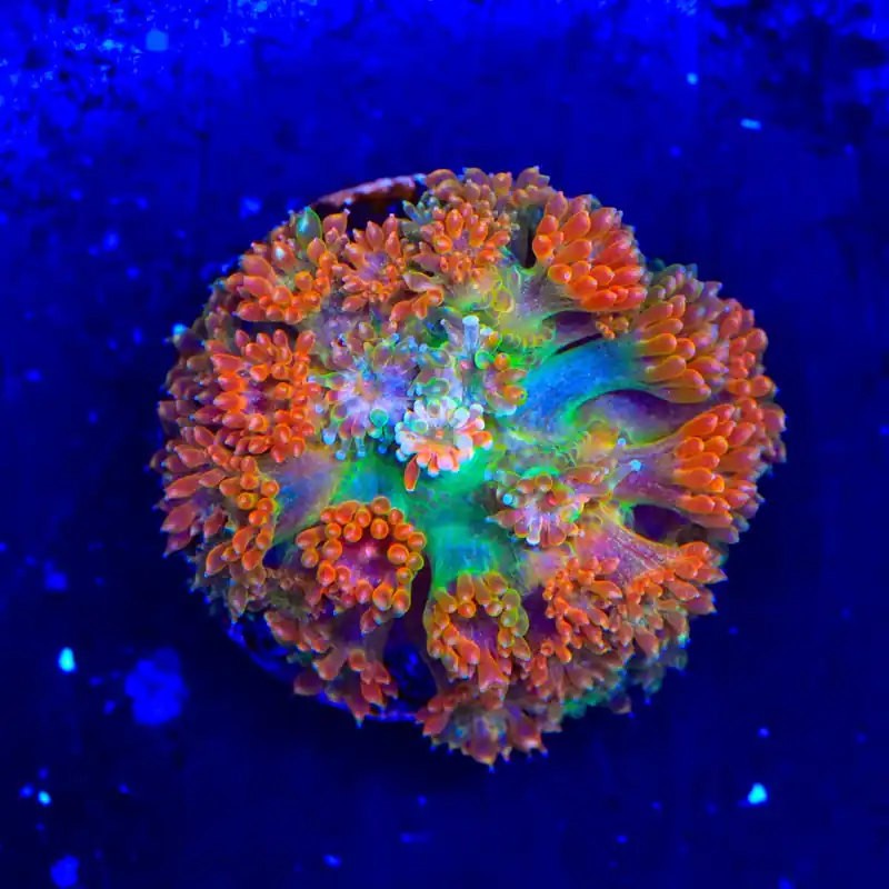 TSA Candy Corn Goniopora Coral - TSA Coral