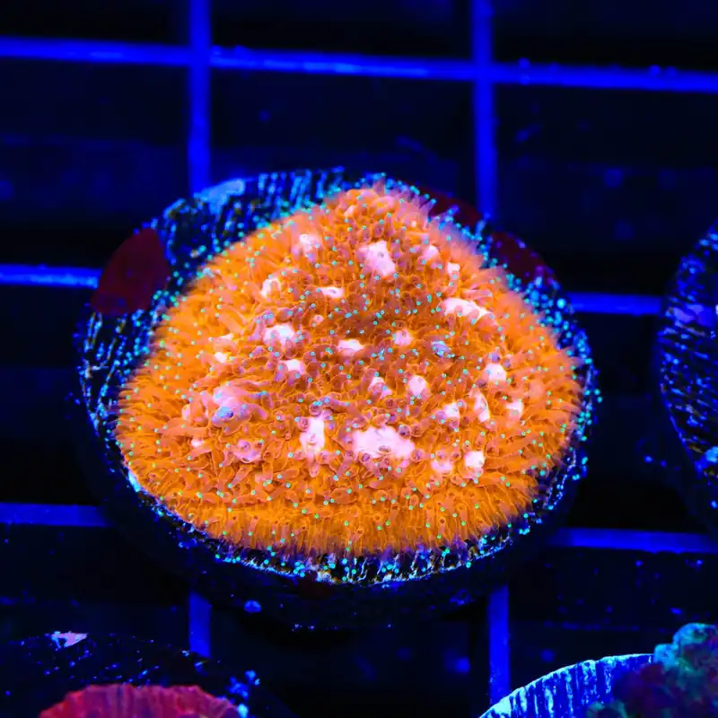 TSA Sour Orange Lithophyllon Coral - TSA Coral