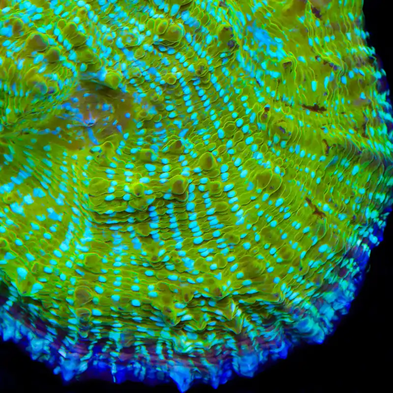 TSA Kriss Kross Chalice Coral - TSA Coral