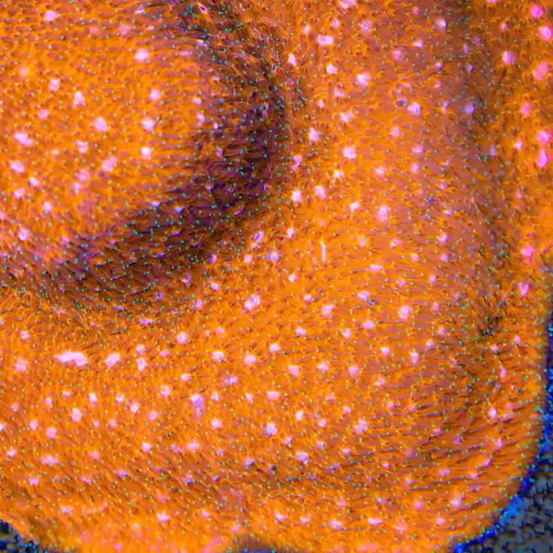 TSA Sour Orange Lithophyllon Coral - TSA Coral