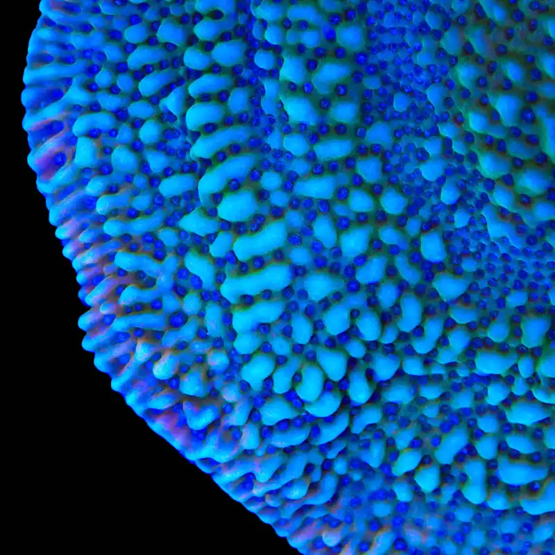TSA Mr. Freeze Montipora Coral - TSA Coral