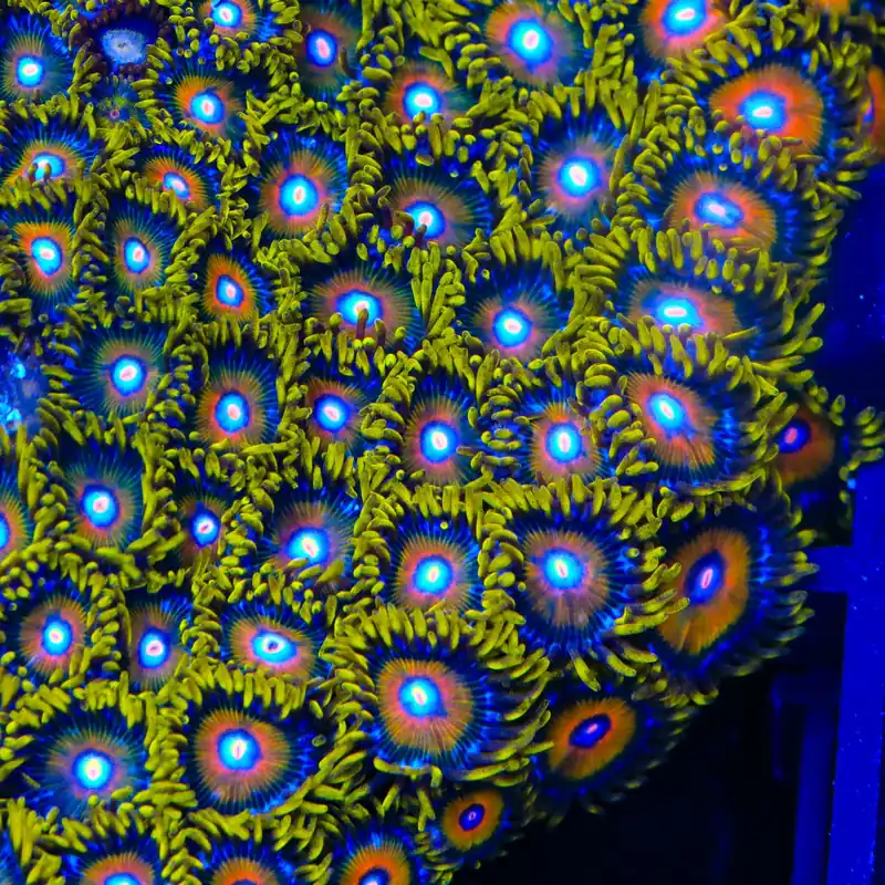 TSA Wildflower Zoanthids Coral - TSA Coral