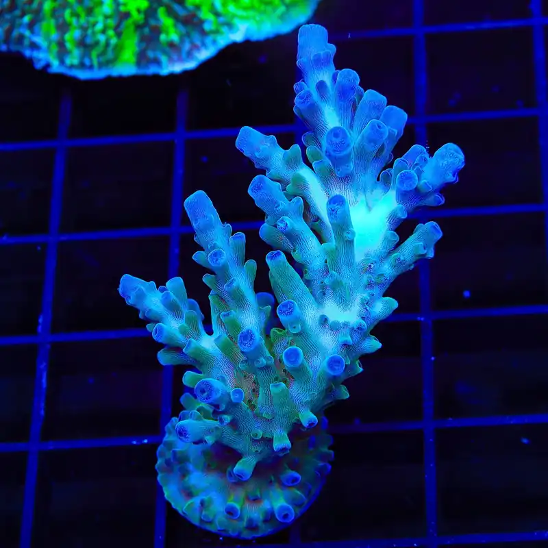 TSA Ice Tort Acropora XL Frag Coral - TSA Coral