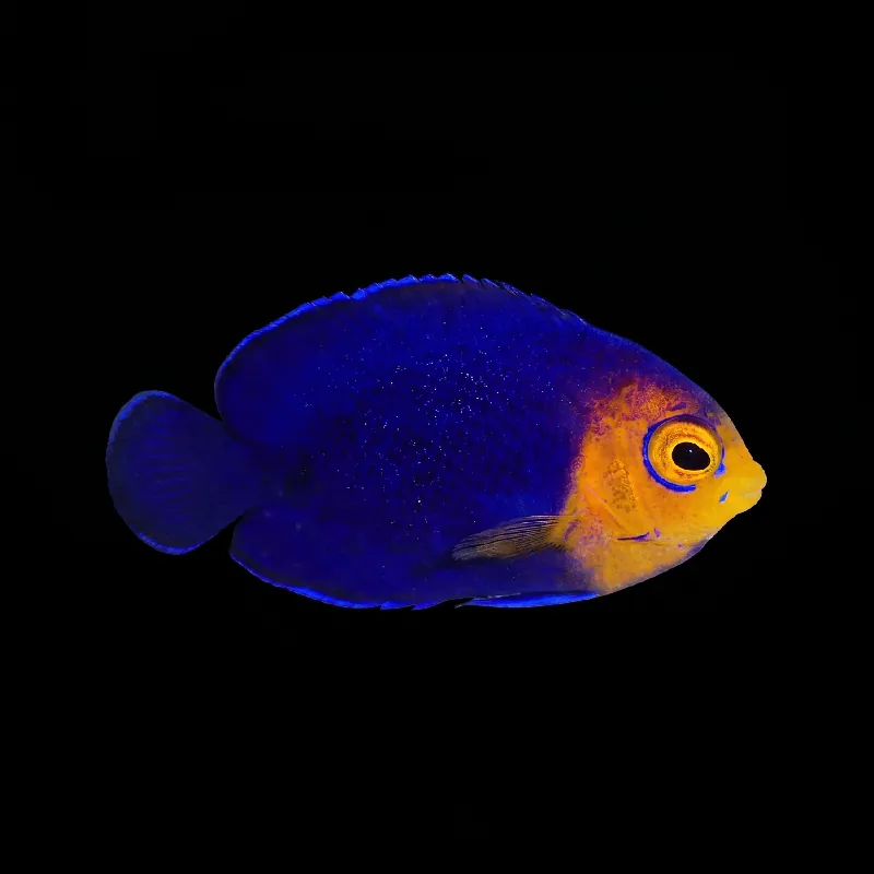Pygmy (Cherub) Angelfish - Centropyge argi