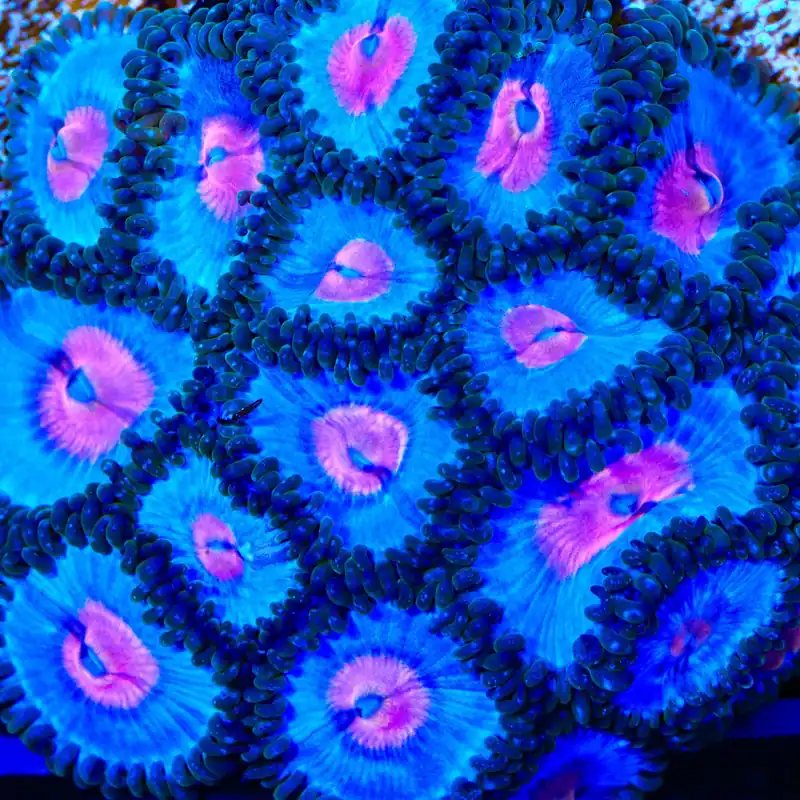 Miami Vice Zoanthids Coral - TSA Coral