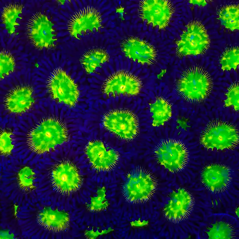 TSA Alien Egg Zoanthids Coral - TSA Coral