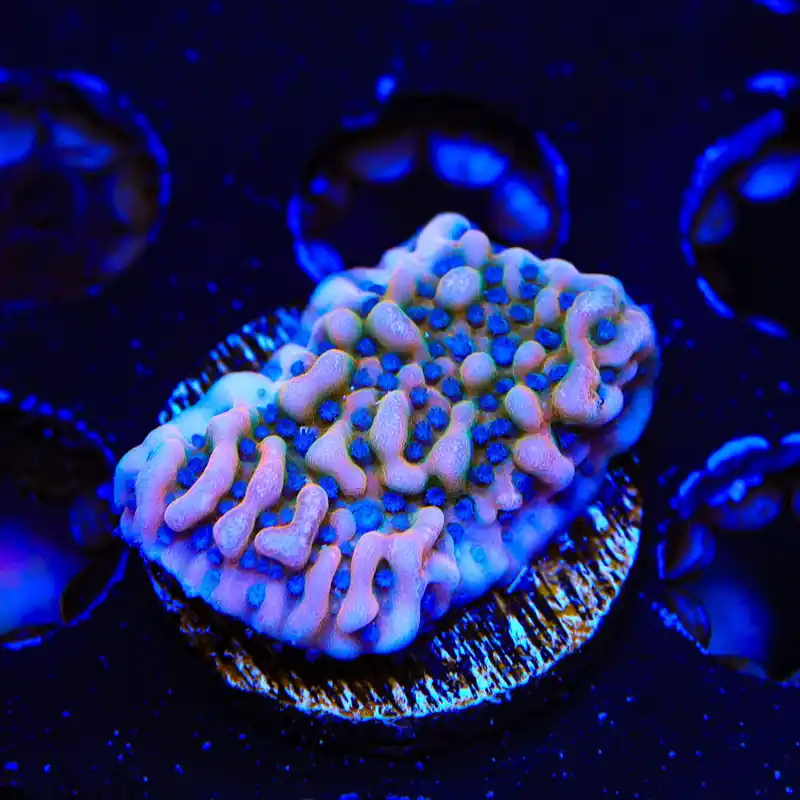 TSA Mr. Freeze Montipora Coral - TSA Coral