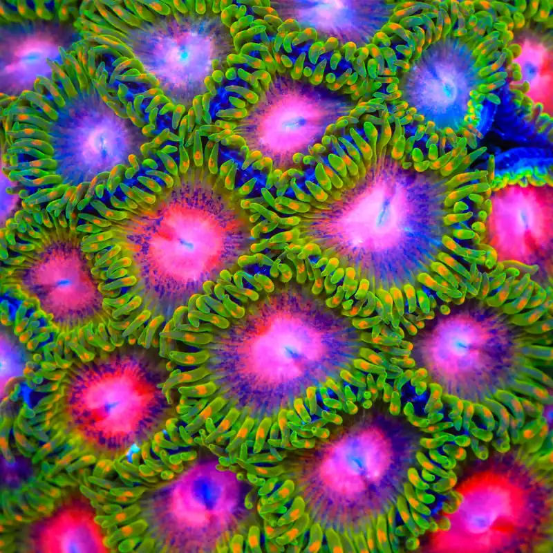 Awesome Blossom Zoanthids Coral - TSA Coral