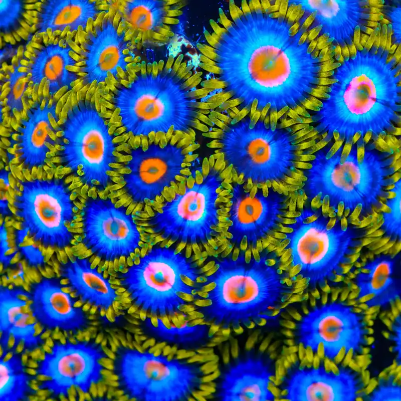 TSA Crazy Clown Zoanthids Coral - TSA Coral
