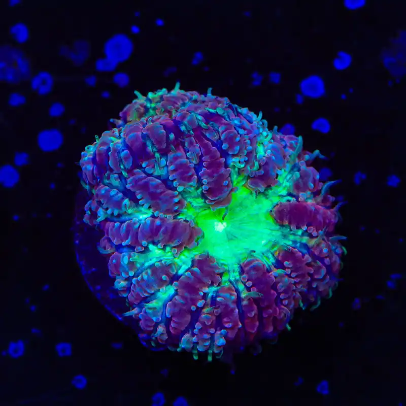 TSA Jester Blastomussa Coral - TSA Coral
