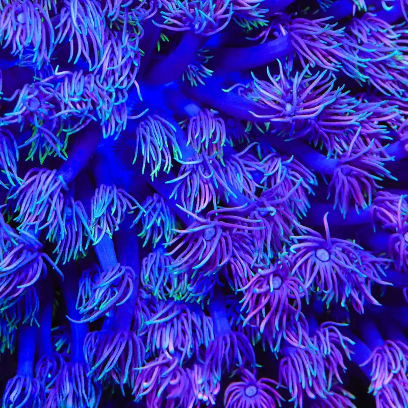 TSA Boogie Night Goniopora Coral - TSA Coral