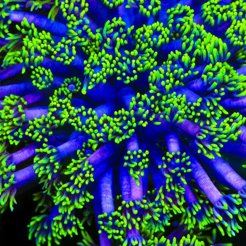 TSA Piccolo Goniopora Coral - TSA Coral