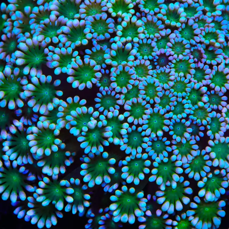 TSA Shrek Alveopora Coral - TSA Coral