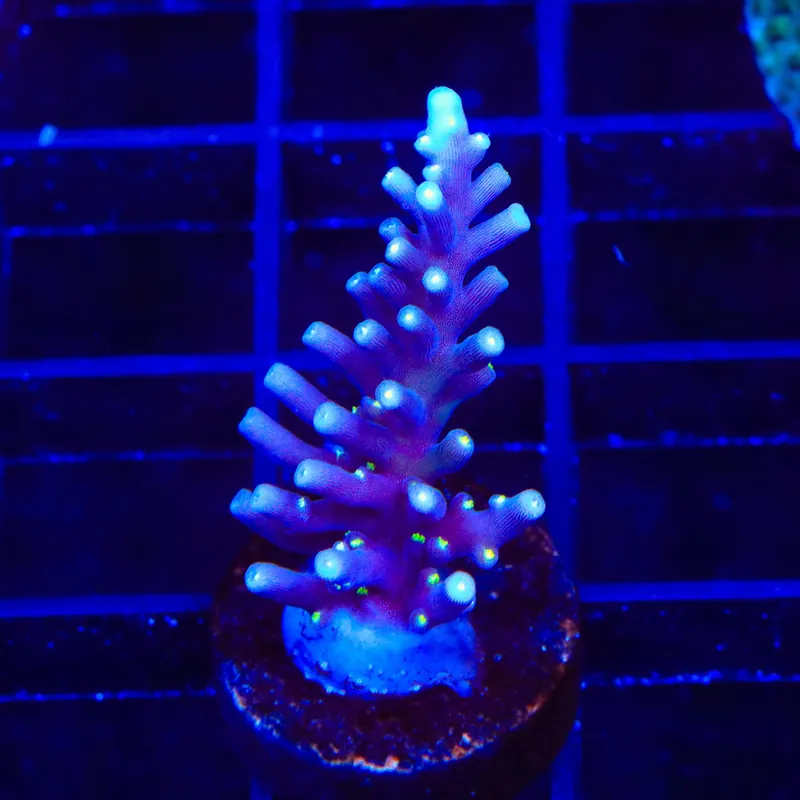 Black Sabbath Dragon Acropora Coral - TSA Coral
