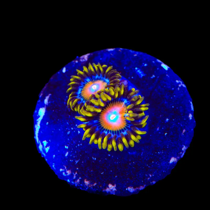 TSA Wildflower Zoanthids Coral - TSA Coral
