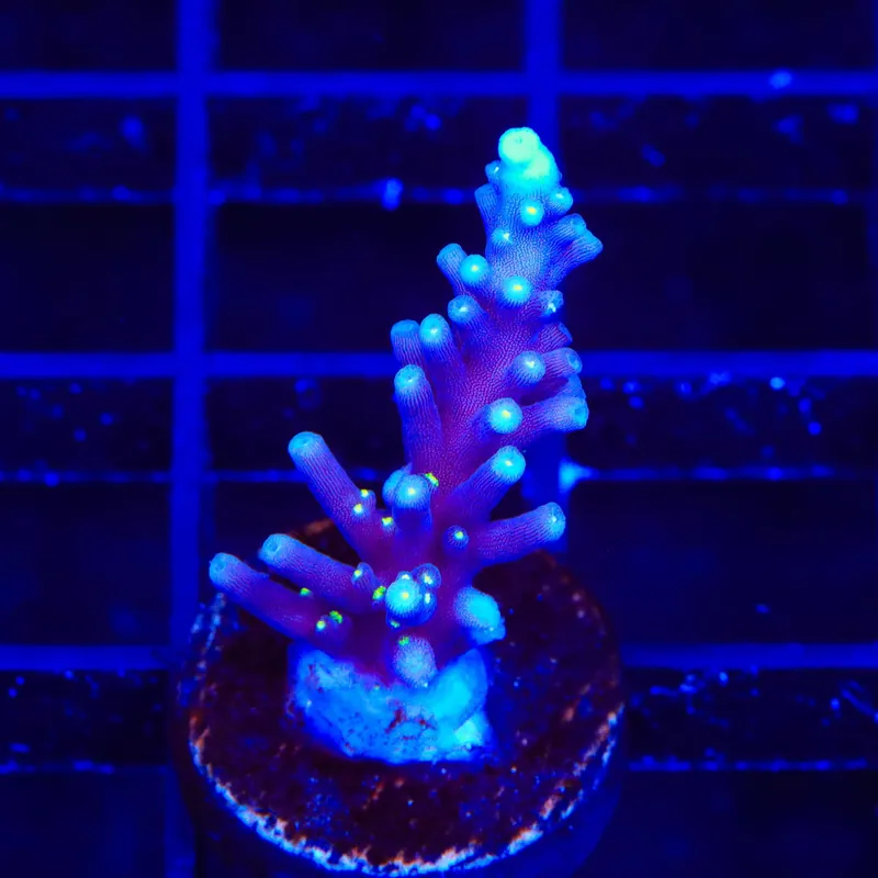 Black Sabbath Dragon Acropora Coral - TSA Coral