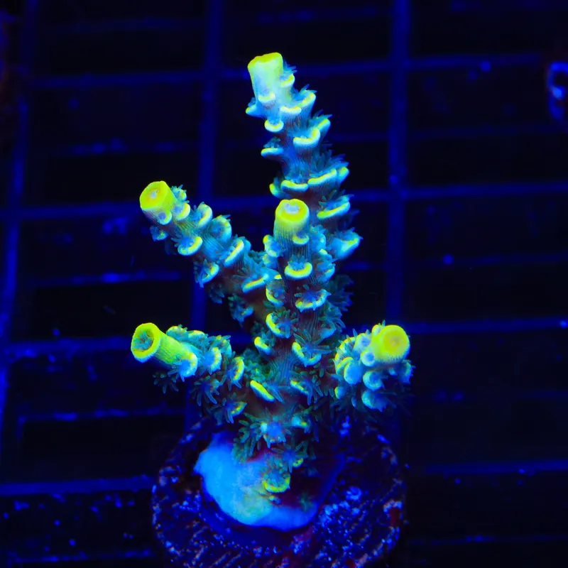 TSA Sour Diesel Malaysian Tenuis Acropora XL Frag Coral - TSA Coral
