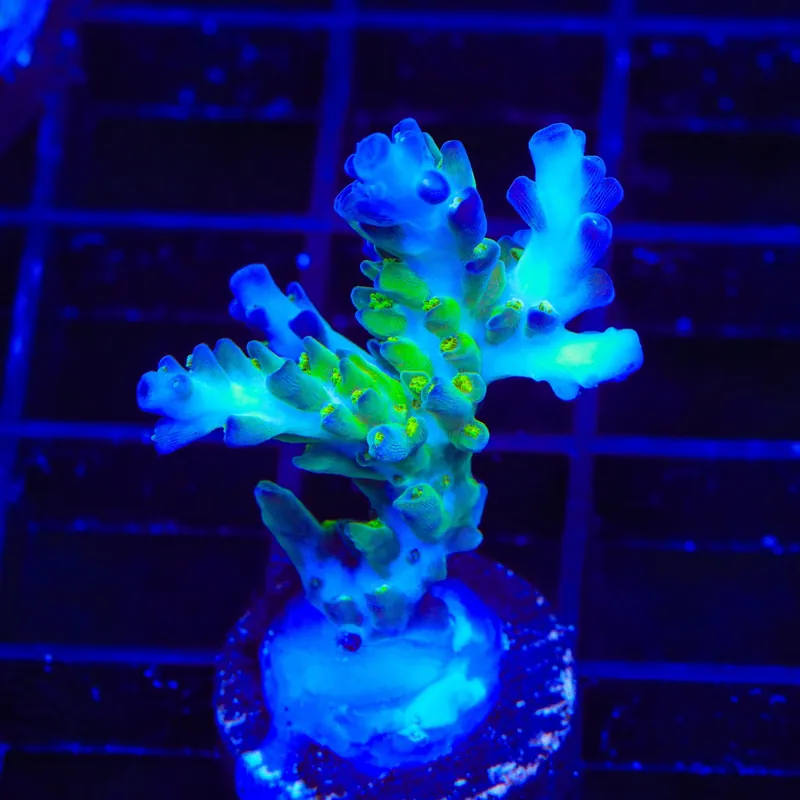 ORA Pearlberry Acropora Coral - TSA Coral
