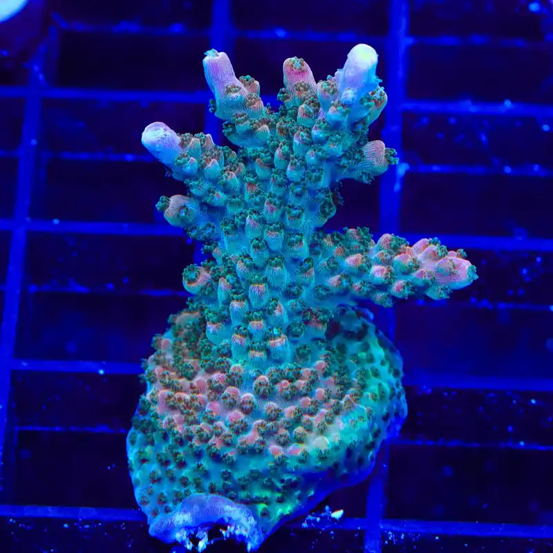 BC Bubblebath Unicorn Acropora XL Frag Coral - TSA Coral
