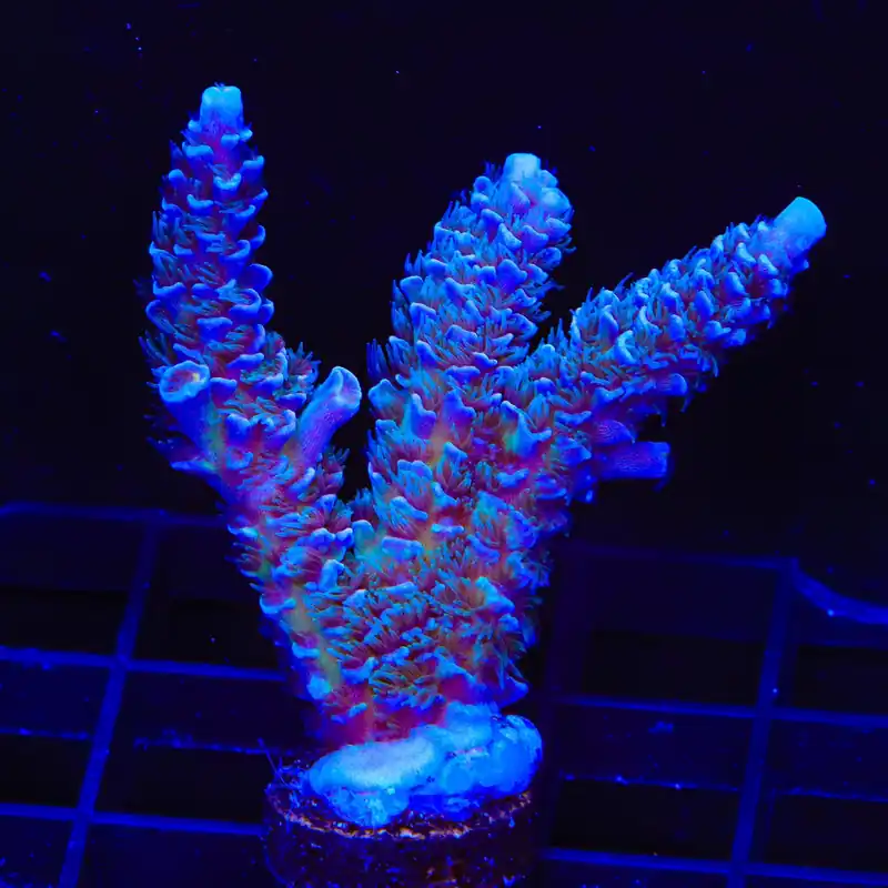 TSA Peach Tree Tenuis Acropora XL Frag Coral - TSA Coral