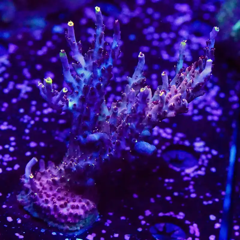 TSA Spyro the Dragon Acropora Coral XL - Top Shelf Aquatics