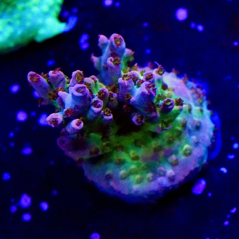 TSA Colt 45 Acropora Coral - Top Shelf Aquatics