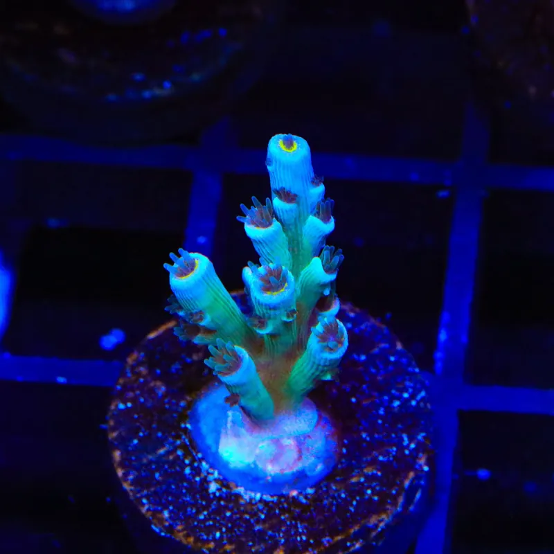 Vivids Insanity Acropora Coral - TSA Coral
