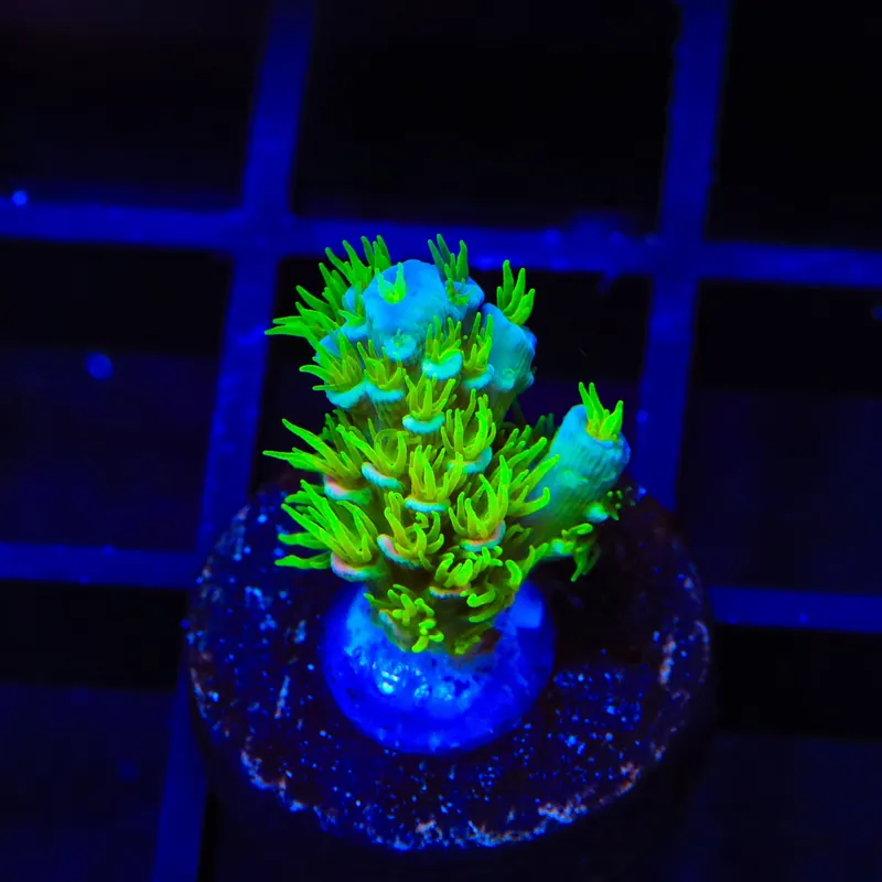 TSA Cyberpunk Acropora Coral - TSA Coral