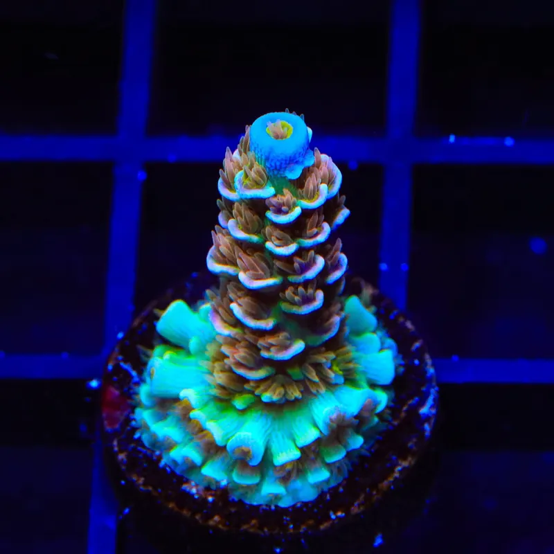 TSA Angels Envy Acropora Coral - TSA Coral