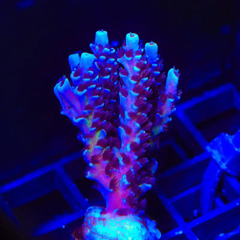 TSA Sin City Tenuis Acropora Coral - TSA Coral