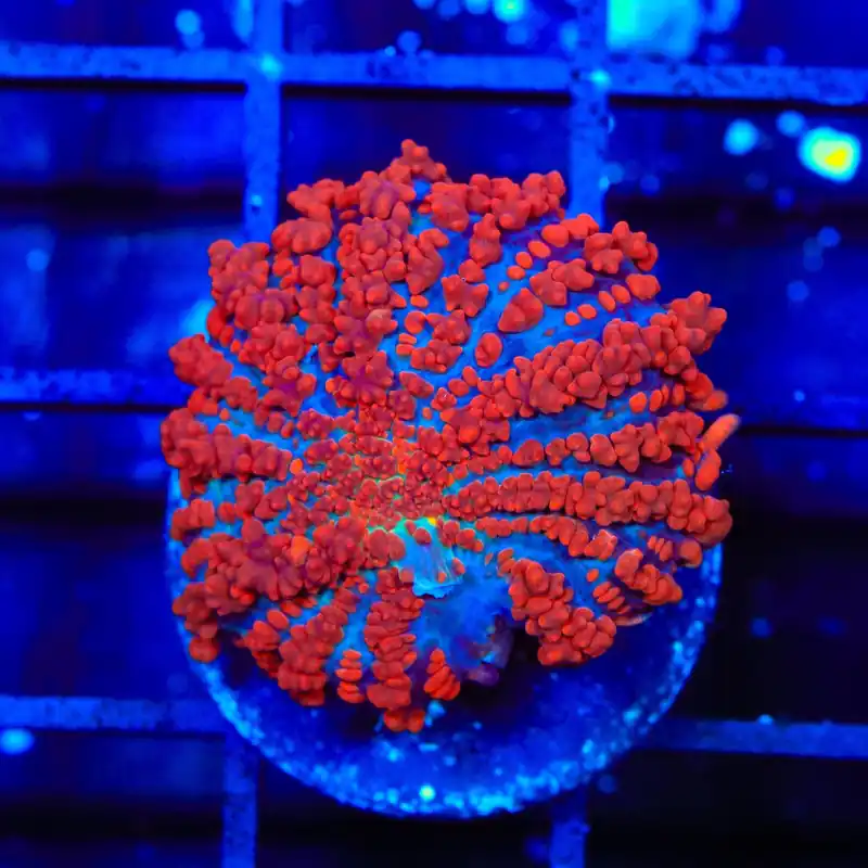King Julius Bounce Mushroom Coral - TSA Coral