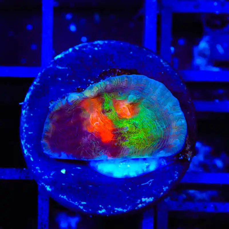 Space Ballz Chalice Coral - TSA Coral