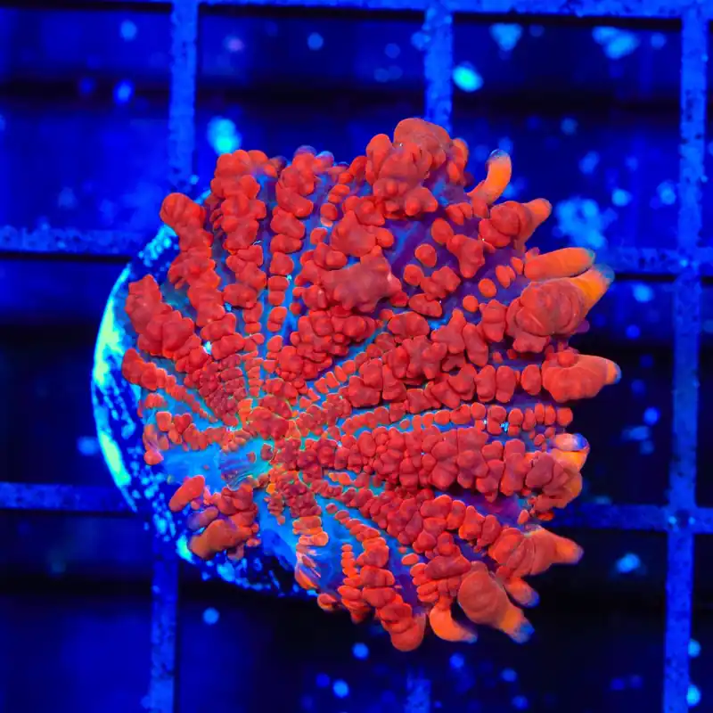 King Julius Bounce Mushroom Coral - TSA Coral