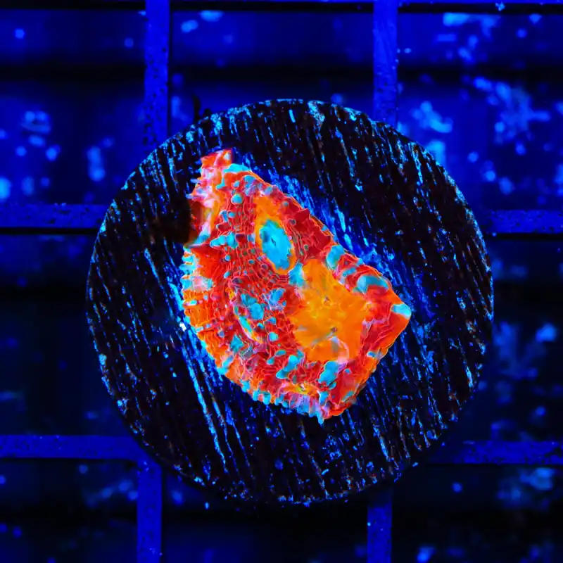 TSA Crimson Tide Chalice Coral - TSA Coral