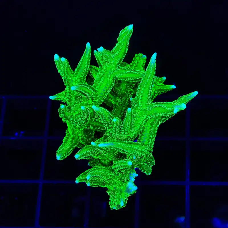 TSA Jade Dragon Birdsnest XL Frag Coral - TSA Coral