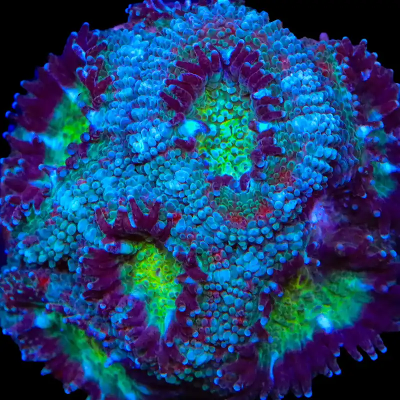 TSA Flash Freeze Micromussa Acan Coral - TSA Coral