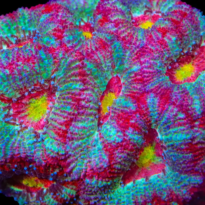 TSA Death Rattle Micromussa Acan Coral - TSA Coral