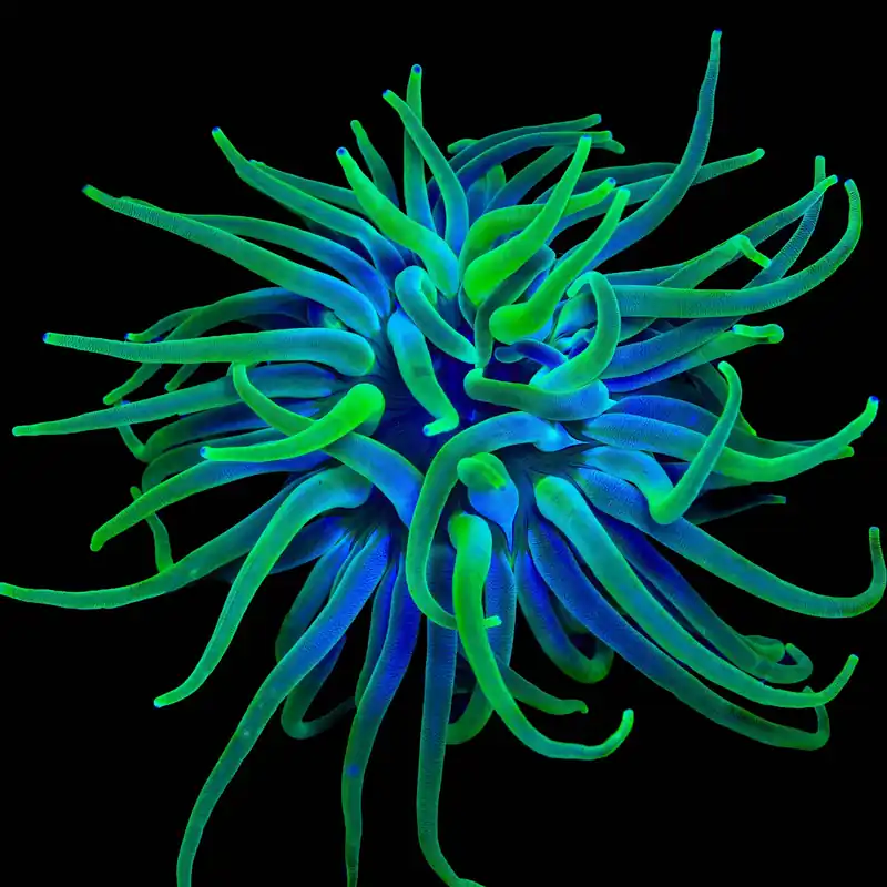 Green Condy Anemone - TSA Inverts