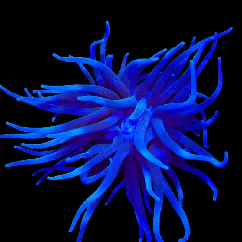 Purple Condy Anemone - TSA Inverts