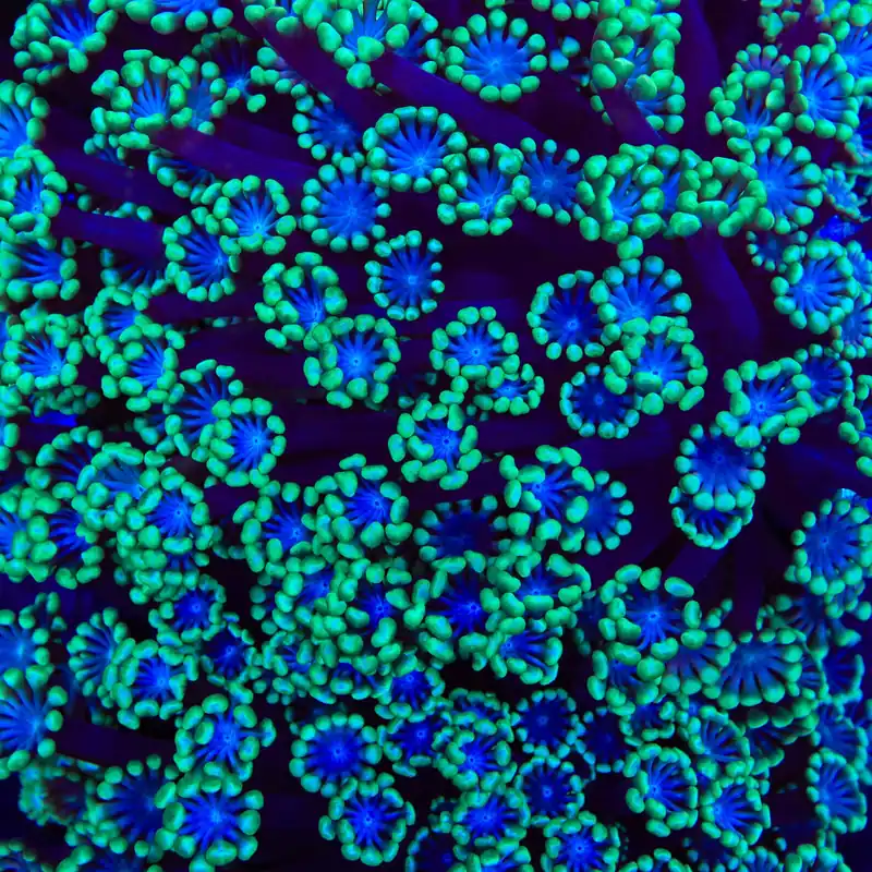 TSA Stitch Alveopora Coral - TSA Coral