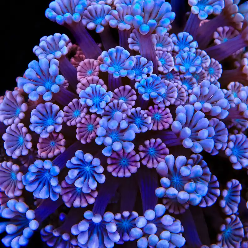 TSA Kirby Alveopora Coral - TSA Coral